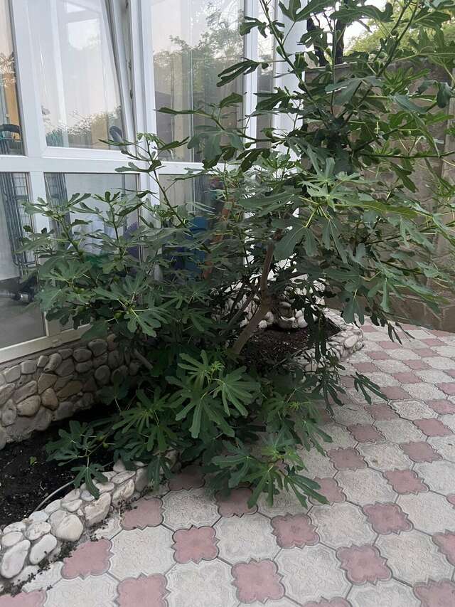 Гостиница Итальянский Дворик Феодосия-60